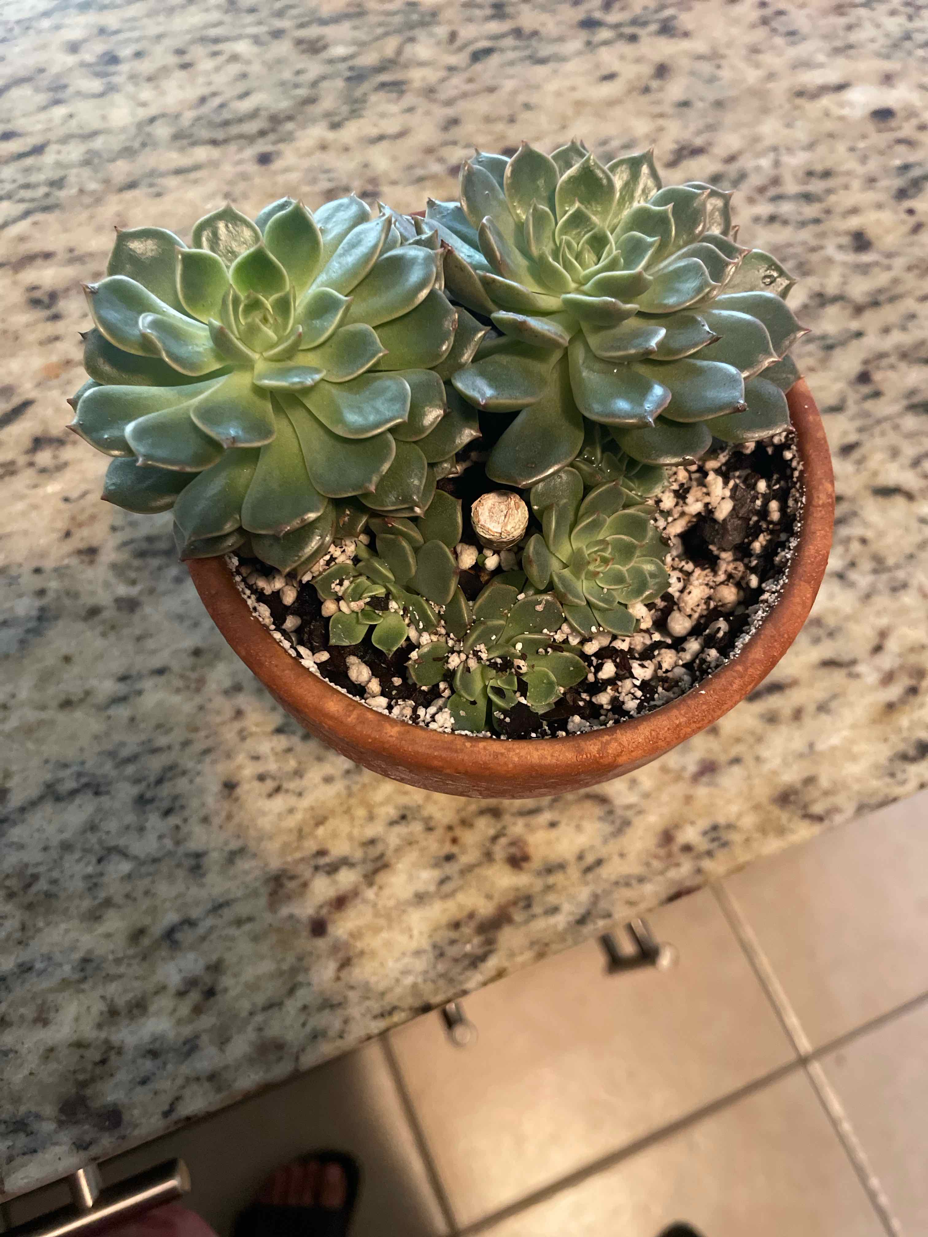 Photo of the plant species Echerveria 'Gilva' by @eli89 named Chanel on Greg, the plant care app