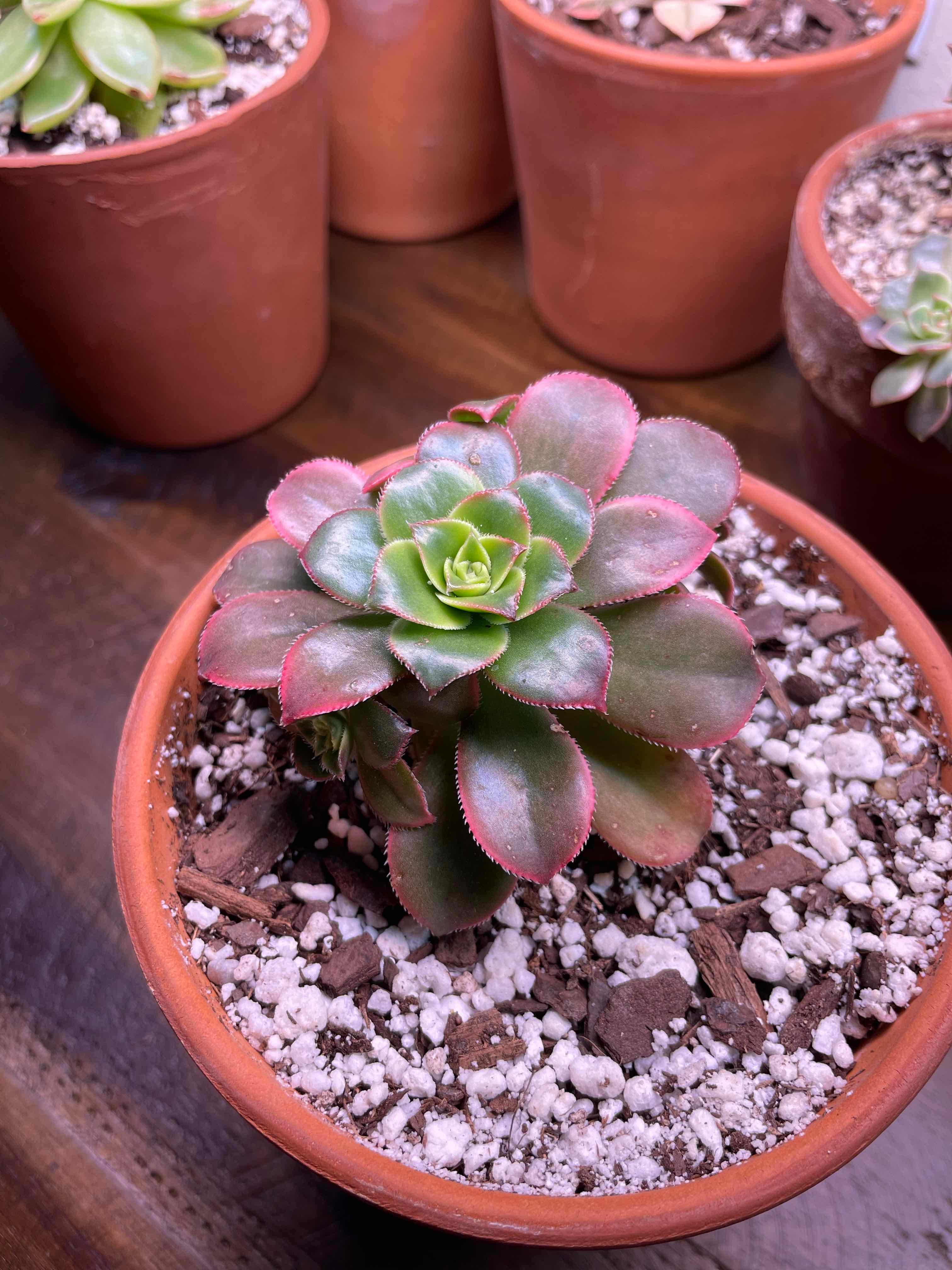 Kiwi Aeonium plant in a terracotta pot with visible soil and healthy green leaves edged in red.