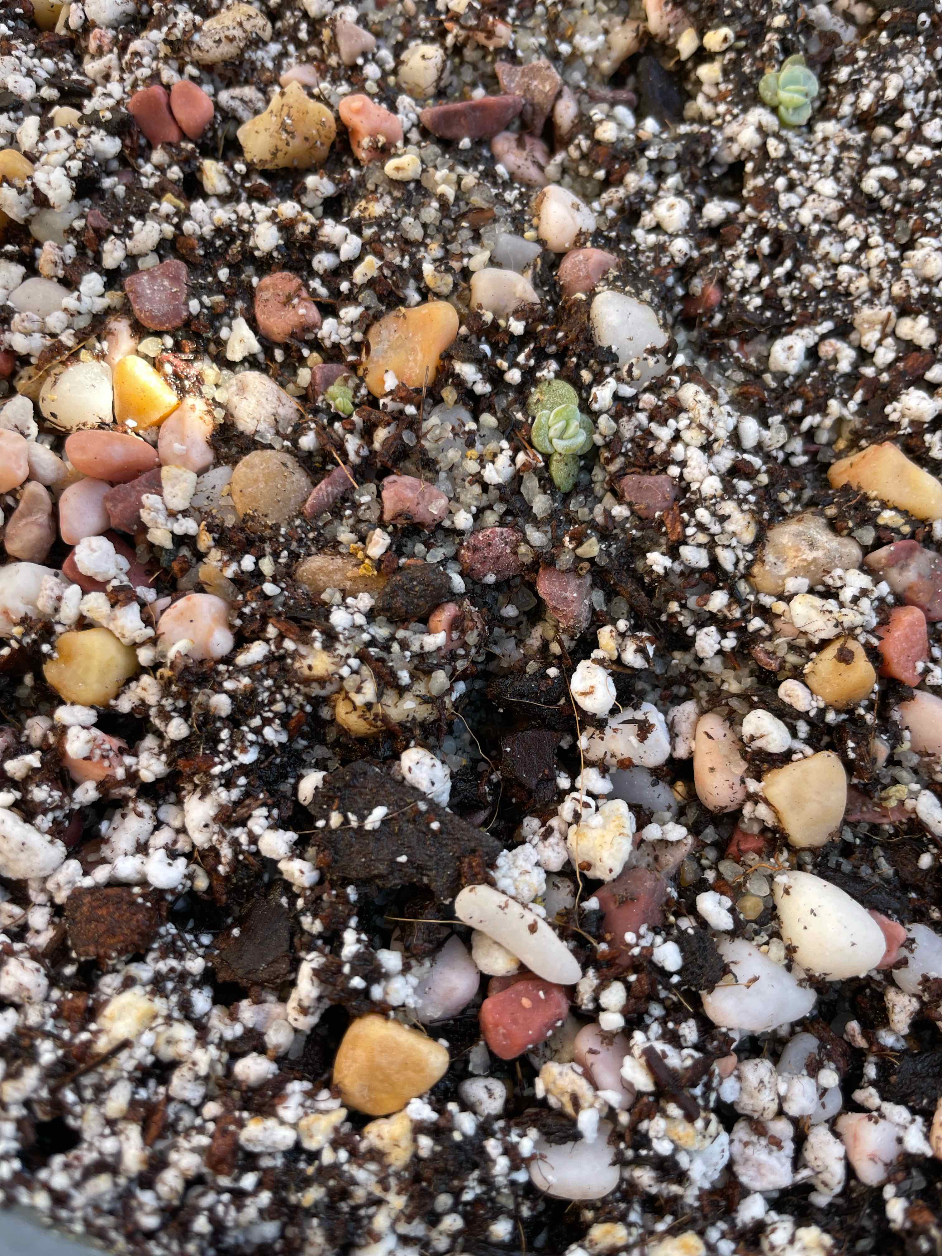 Close-up of soil with small pebbles and perlite, with tiny green sprouts of Echeveria laui.