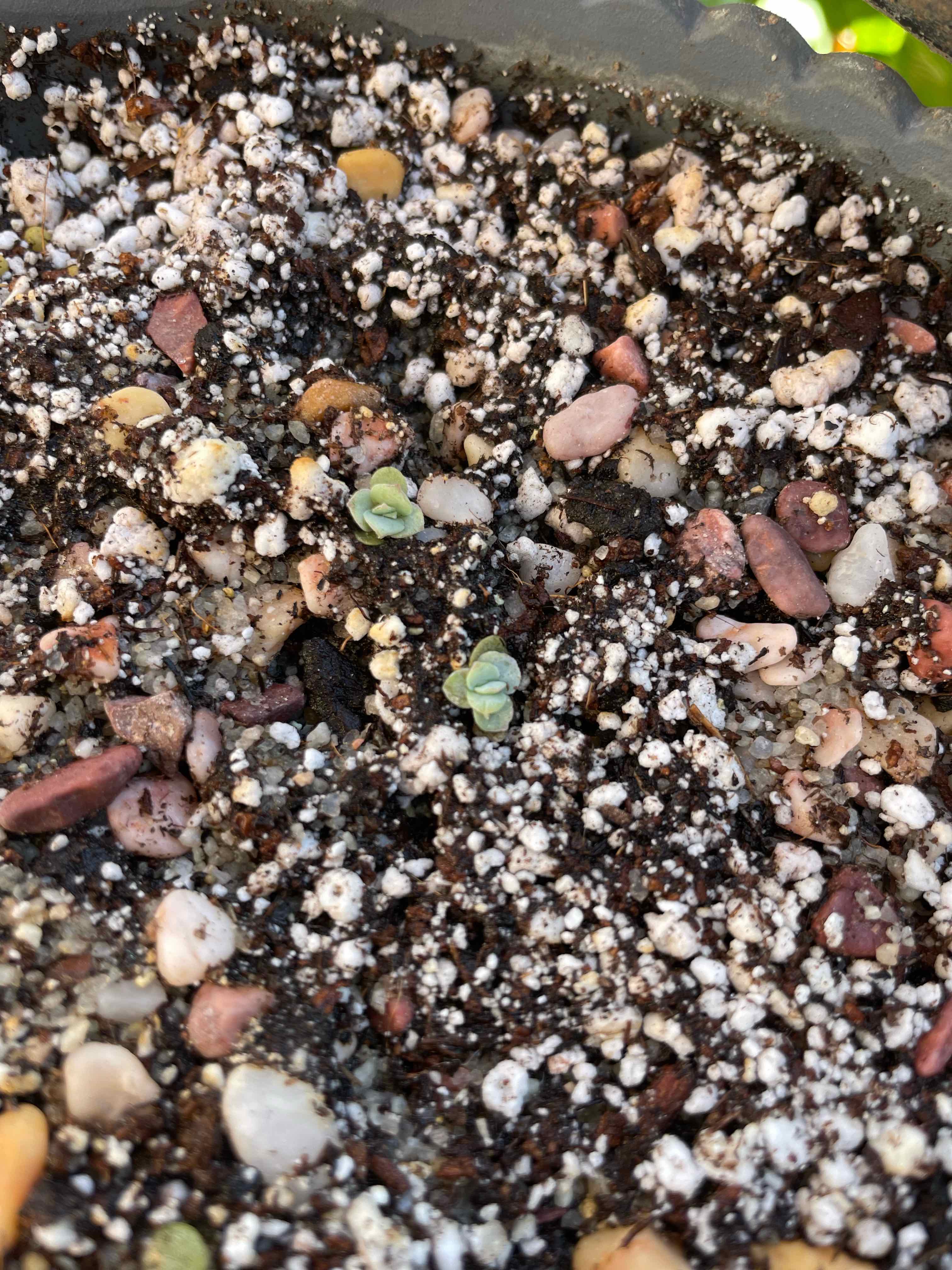 Personalized Echeveria White Cloud Care Water, Light, Nutrients Greg App