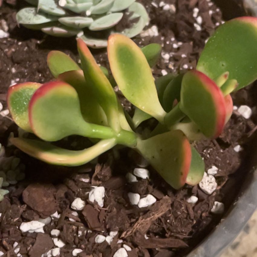 Golden Jade plant with red-tipped leaves in well-draining soil.