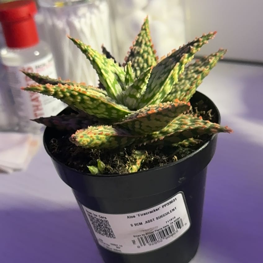 Photo of the plant species Firecracker by @NewFittonia75 named Harmony on Greg, the plant care app