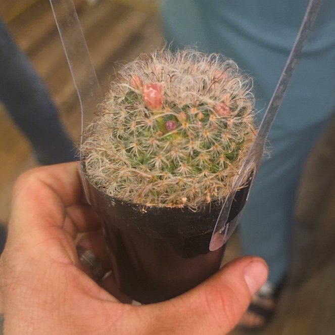 Photo of the plant species Mammillaria bocasana f. roseiflora by @CivilHoya2 named Hamilton on Greg, the plant care app