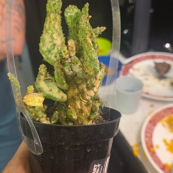 Photo of the plant species Opuntia monacantha f. monstrosa 'Variegata' by @CivilHoya2 named Tupot amaroot on Greg, the plant care app