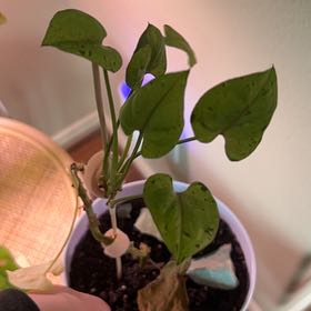 Photo of the plant species Grey Ghost by @cljenkins named Peter on Greg, the plant care app