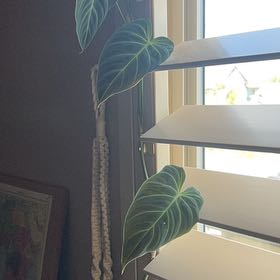 Photo of the plant species Philodendron Splendid by @cljenkins named Duke on Greg, the plant care app