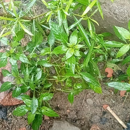 Photo of the plant species Annual Mercury by @UnfailingBibi31 named Osmo on Greg, the plant care app