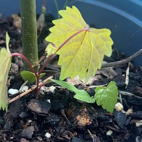 Photo of the plant species Japanese Creeper by @YoungColeus53 named Mando on Greg, the plant care app