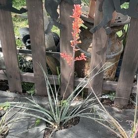 Photo of the plant species Red Yucca by @GracefulDamsii named Leonardo on Greg, the plant care app