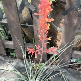 Photo of the plant species Red Yucca by @GracefulDamsii named Osmo on Greg, the plant care app