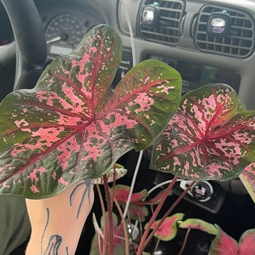 Photo of the plant species Angel Wings by @GracefulDamsii named Xena on Greg, the plant care app