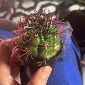Photo of the plant species Giant Chin Cactus by @GracefulDamsii named Spider on Greg, the plant care app
