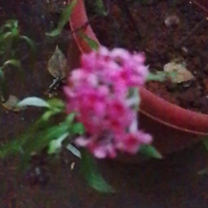 Photo of the plant species Valeriana rubra by @TycoonGalega38 named Homer on Greg, the plant care app
