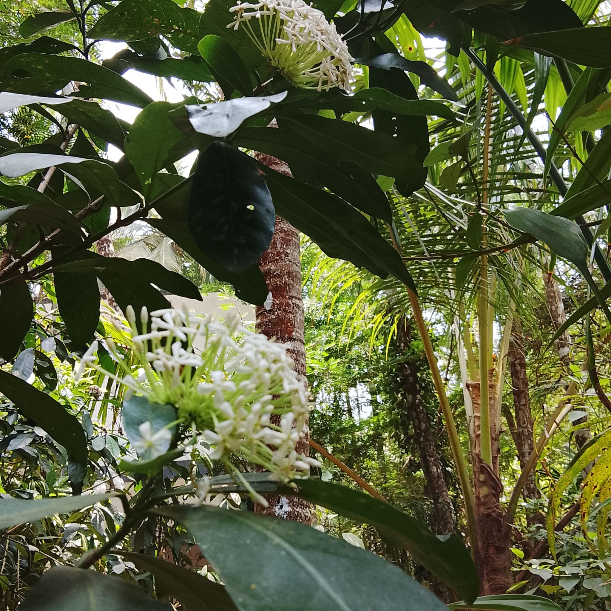 Photo of the plant species Flame of the Woods by @TycoonGalega38 named Sahara on Greg, the plant care app