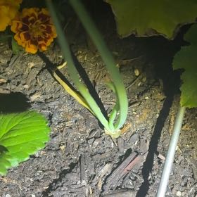 Photo of the plant species Texas Sweet Onion by @CivicGollum24 named Robert Plant on Greg, the plant care app