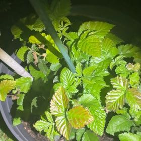 Photo of the plant species Blackberry by @CivicGollum24 named Ulysses S Plant on Greg, the plant care app