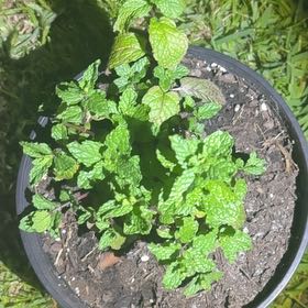 Photo of the plant species Sweet Mint by @CivicGollum24 named Fernie Saunders on Greg, the plant care app