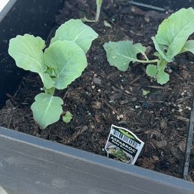 Photo of the plant species Aspabroc Baby Broccoli by @SwiftBogarum67 named Leaf Erickson on Greg, the plant care app