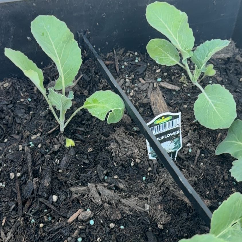 Photo of the plant species Cauliflower by @SwiftBogarum67 named Plato on Greg, the plant care app