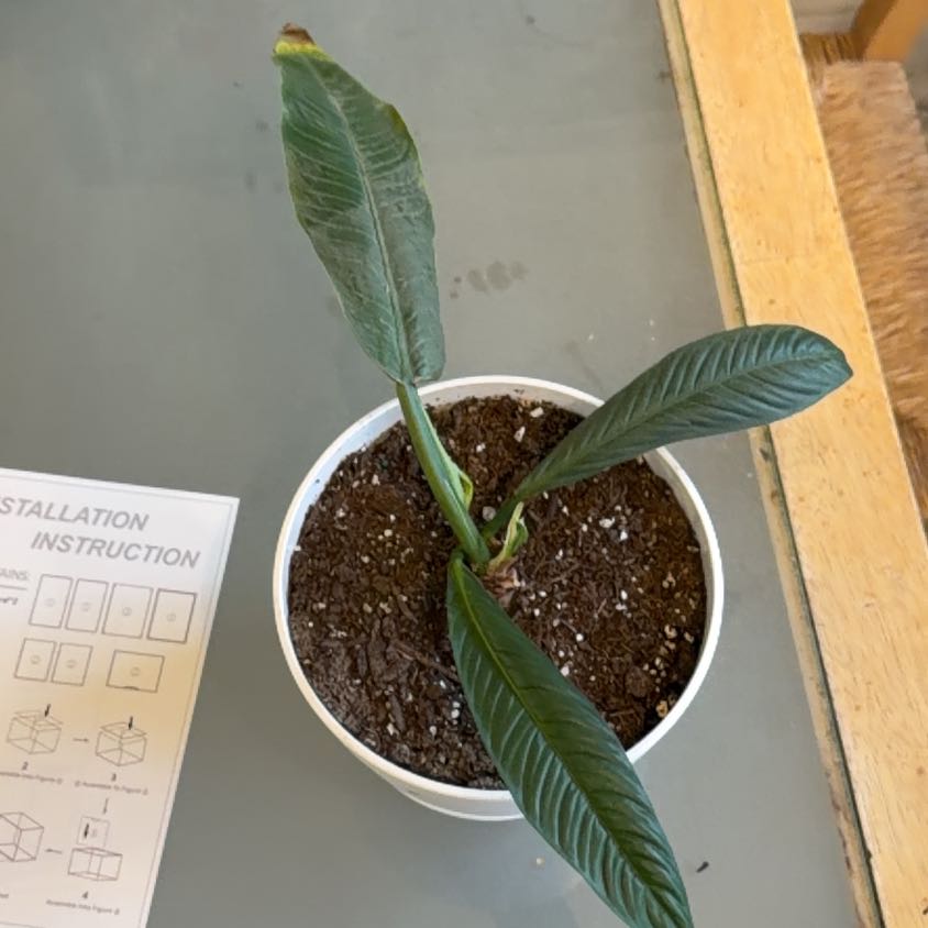 Photo of the plant species Philodendron campii 'Lynette' by @RadEmerald47 named Sanders on Greg, the plant care app