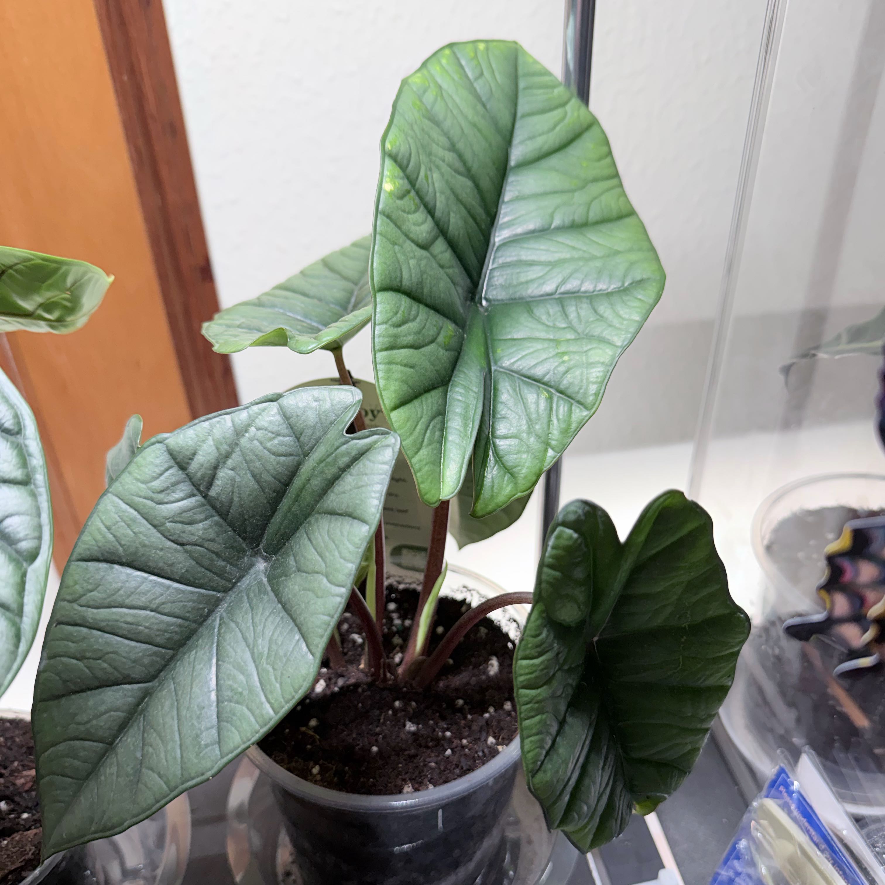 Photo of the plant species Alocasia 'Mythic Quicksilver' by @RadEmerald47 named Osha on Greg, the plant care app