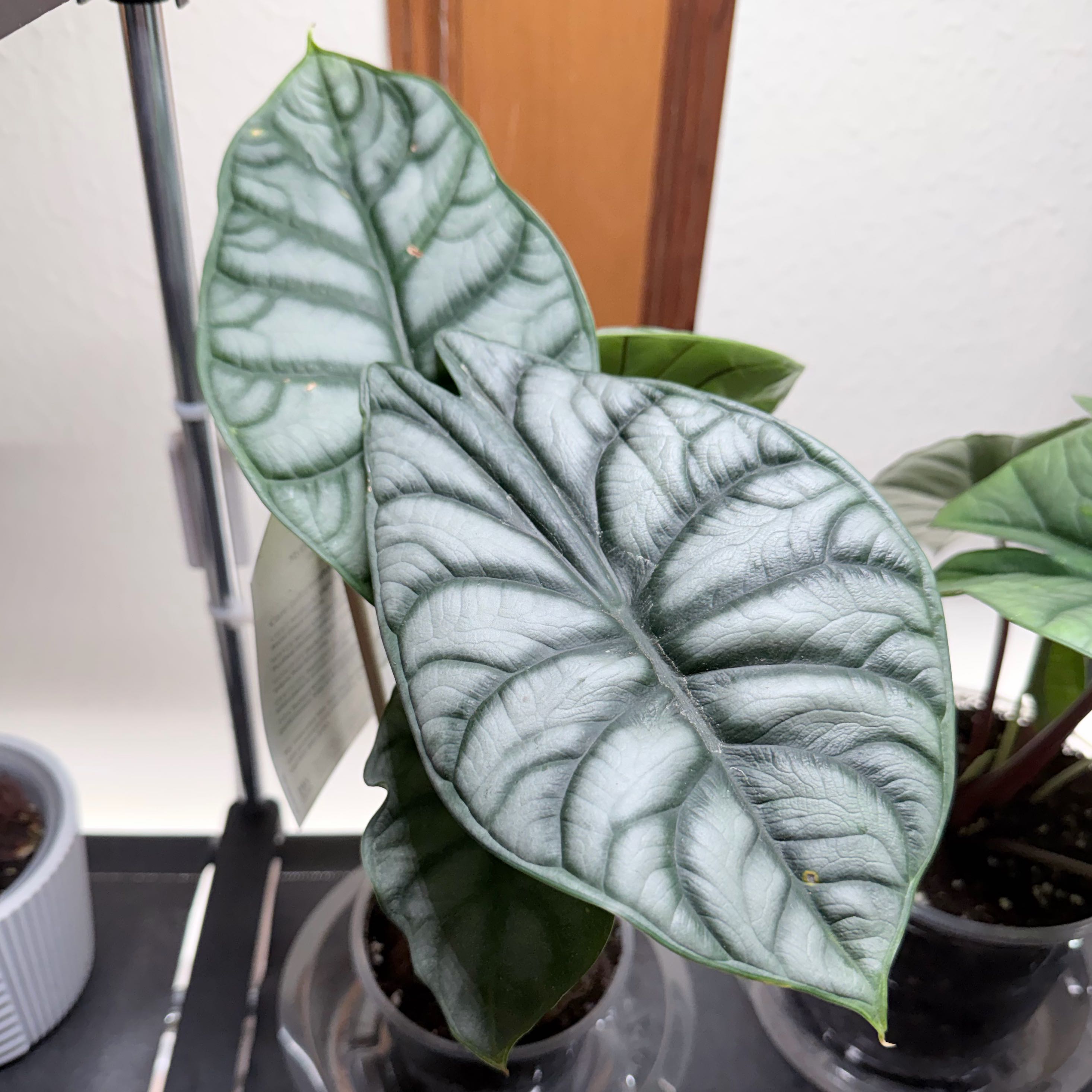 Photo of the plant species Alocasia Baginda Silver Dragon by @RadEmerald47 named Andarna on Greg, the plant care app