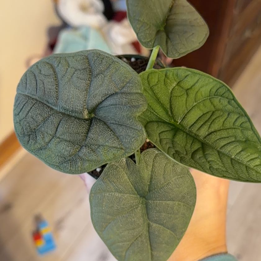 Photo of the plant species Alocasia 'Rugosa' by @RadEmerald47 named Ulysses S Plant on Greg, the plant care app