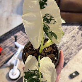 Photo of the plant species Alocasi by @RadEmerald47 named da Vinci on Greg, the plant care app