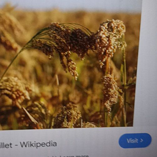 Photo of the plant species Proso Millet by @WarmAnise46 named Sanders on Greg, the plant care app
