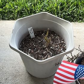 Photo of the plant species Banana Pepper by @FestalBearsear2 named Apollo on Greg, the plant care app