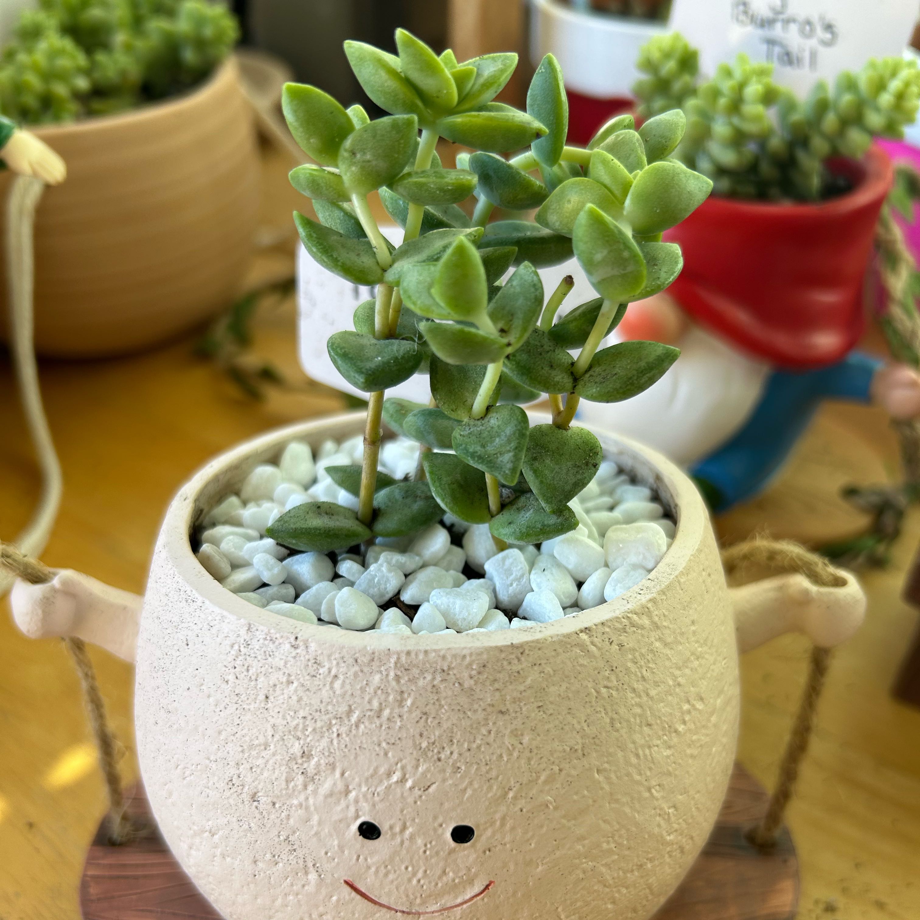 Photo of the plant species Variegated Tom Thumb Crassula by @ValidFanmoss35 named Tom4 on Greg, the plant care app