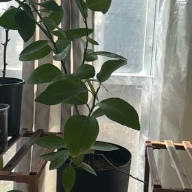 Photo of the plant species Lime Tree by @YesLithops63 named Persia on Greg, the plant care app