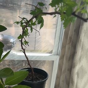 Photo of the plant species Golden Raspberry by @YesLithops63 named Goldy on Greg, the plant care app