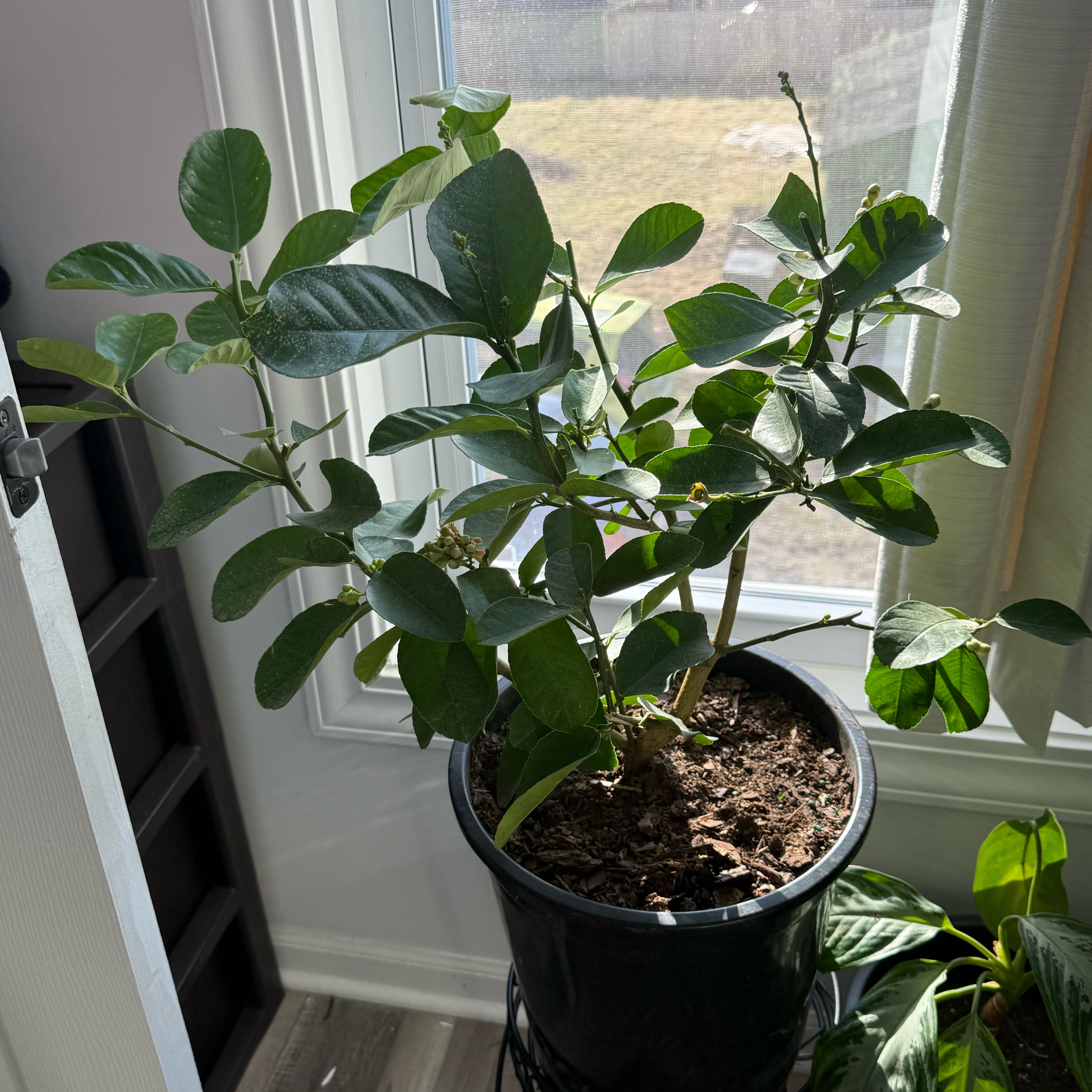 Photo of the plant species Ponderosa Lemon by @YesLithops63 named Poderosa 🍋 on Greg, the plant care app