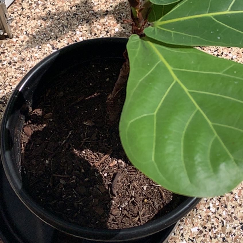 Photo of the plant species Seagrape by @EagerPurei24 named Stella on Greg, the plant care app