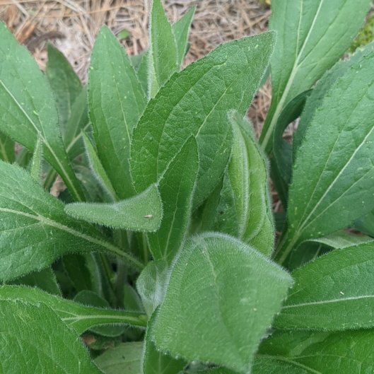 Photo of the plant species Yellow Daisy by @BriskCardoon17 named Anne on Greg, the plant care app