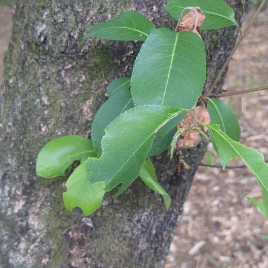 Photo of the plant species Black Chokecherry by @BriskCardoon17 named LiloStitch on Greg, the plant care app