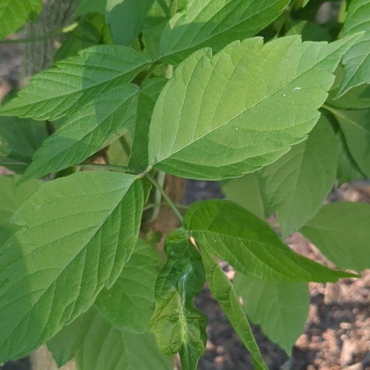 Photo of the plant species Box Elder by @BriskCardoon17 named Nemo on Greg, the plant care app