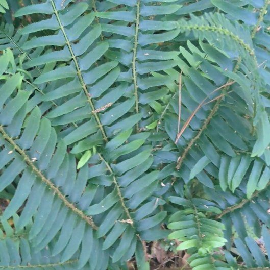 Photo of the plant species Christmas Fern by @BriskCardoon17 named Aristotle on Greg, the plant care app