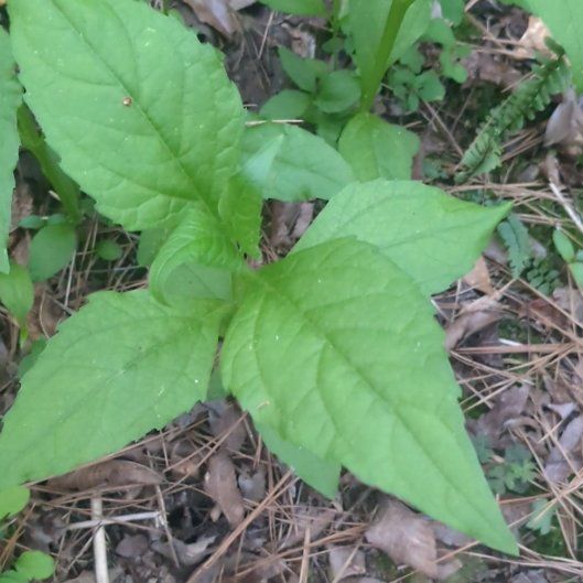 Photo of the plant species White Crownbeard by @BriskCardoon17 named Sonora on Greg, the plant care app