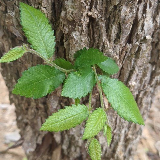 Photo of the plant species American Elm by @BriskCardoon17 named Austen on Greg, the plant care app