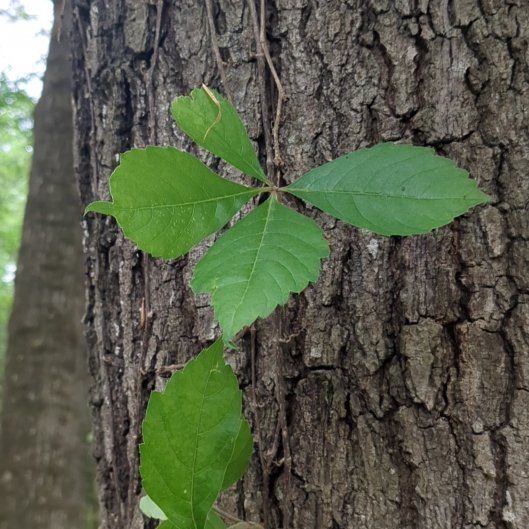 Photo of the plant species Virginia Creeper by @BriskCardoon17 named Lebron on Greg, the plant care app