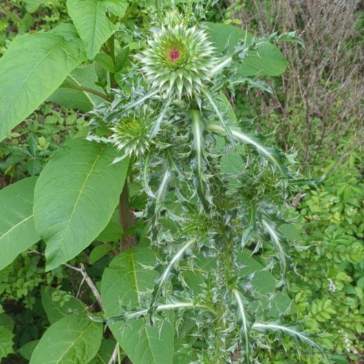 Photo of the plant species Nodding Thistle by @BriskCardoon17 named Duke on Greg, the plant care app