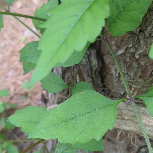 Photo of the plant species Trumpet Creeper by @BriskCardoon17 named Robert Plant on Greg, the plant care app