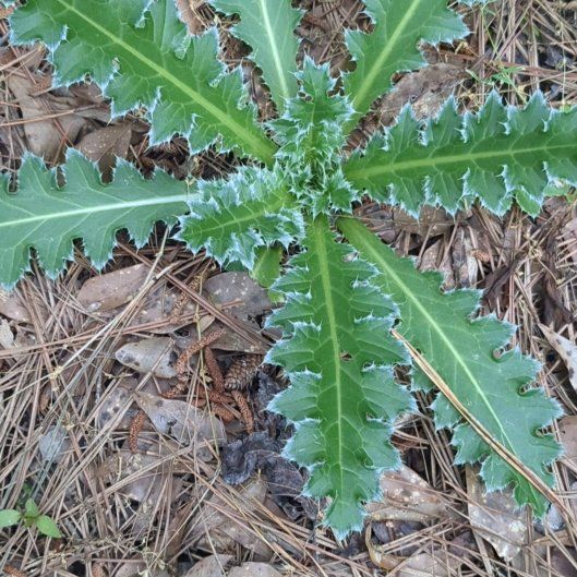 Photo of the plant species Nodding Thistle by @BriskCardoon17 named Demi on Greg, the plant care app