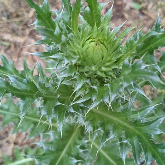 Photo of the plant species Nodding Thistle by @BriskCardoon17 named Daphne on Greg, the plant care app