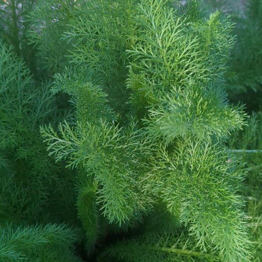 Photo of the plant species Dog Fennel by @BriskCardoon17 named Elle on Greg, the plant care app