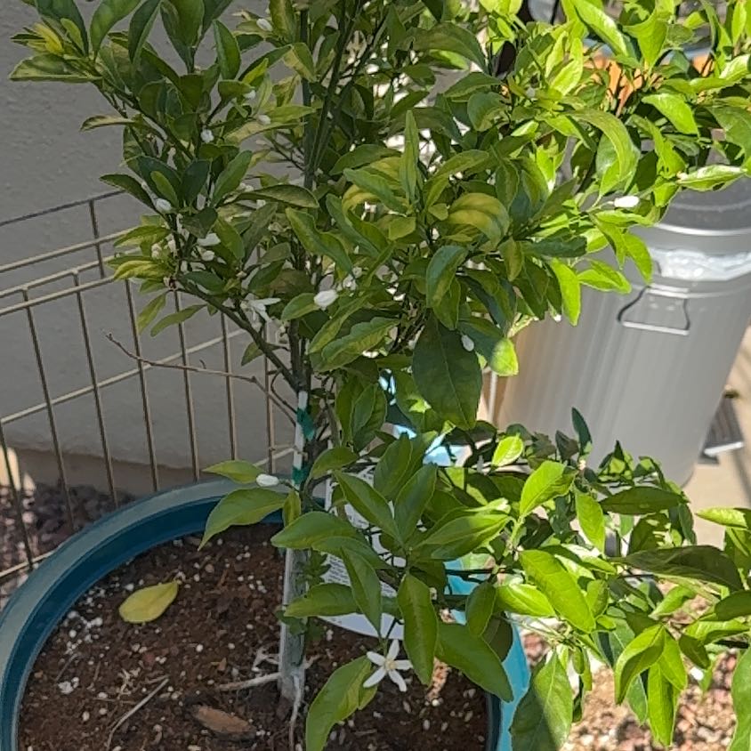 Photo of the plant species Dancy Tangerine by @EmployableTule named Sweet citrus on Greg, the plant care app