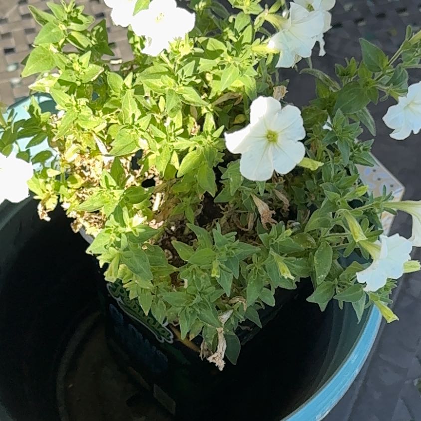 Photo of the plant species Bioluminescent Firefly Petunia by @EmployableTule named Glowtunia on Greg, the plant care app