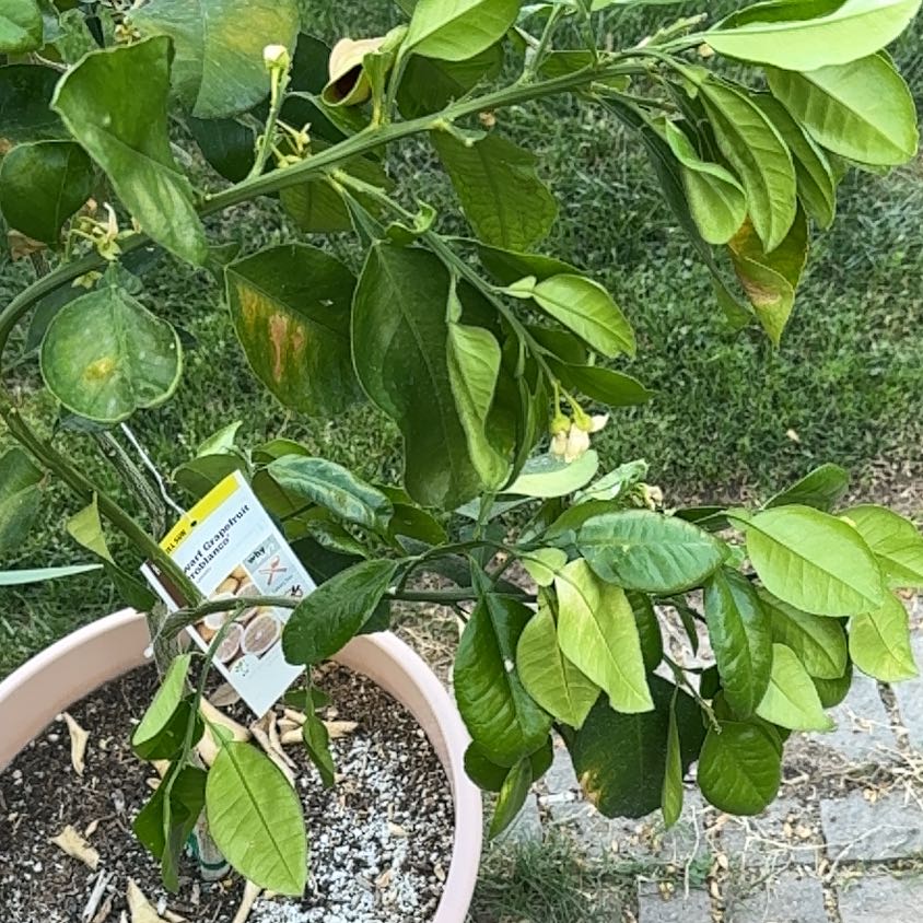 Photo of the plant species Ruby Red Grapefruit Tree by @EmployableTule named Naomi on Greg, the plant care app
